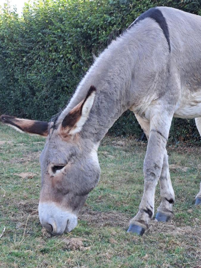 La Suite De Louane Grumesnil Eksteriør billede